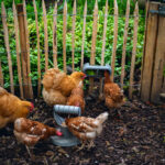 COMEDERO / DISTRIBUIDOR SNACKS PARA GALLINAS – PLAY AND FEED TOWER FOR CHICKENS